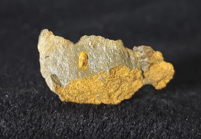 Geragnostus occitanus HOWELL 1935 - Bild &copy; FossNet FossilienStore